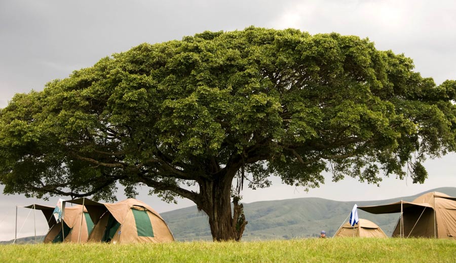 Budget Ngorongoro Camping Safaris