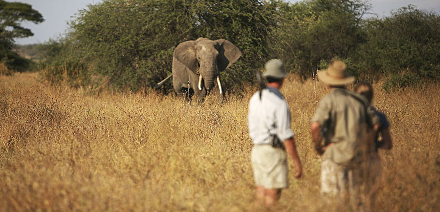 Tanzania safaris on foot