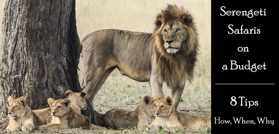 Planning a budget Serengeti safari