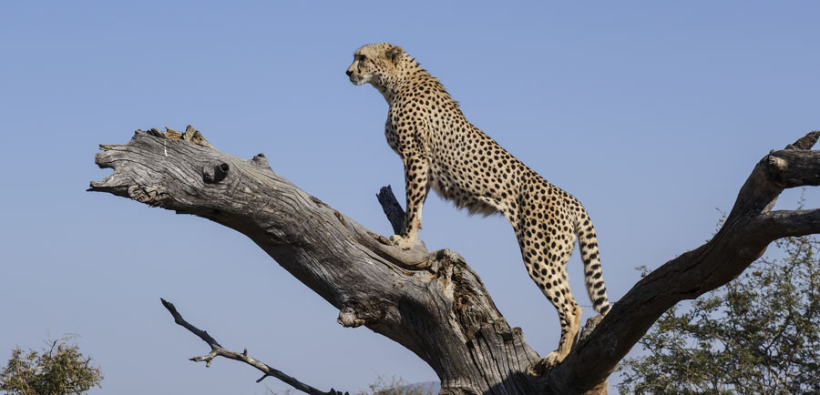 Visiting the Serengeti on a Budget