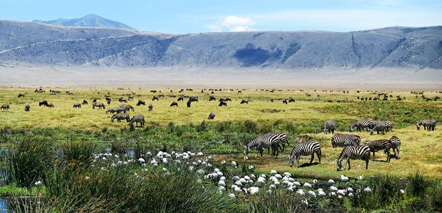 Ngorongoro Crater Safari Wildlife