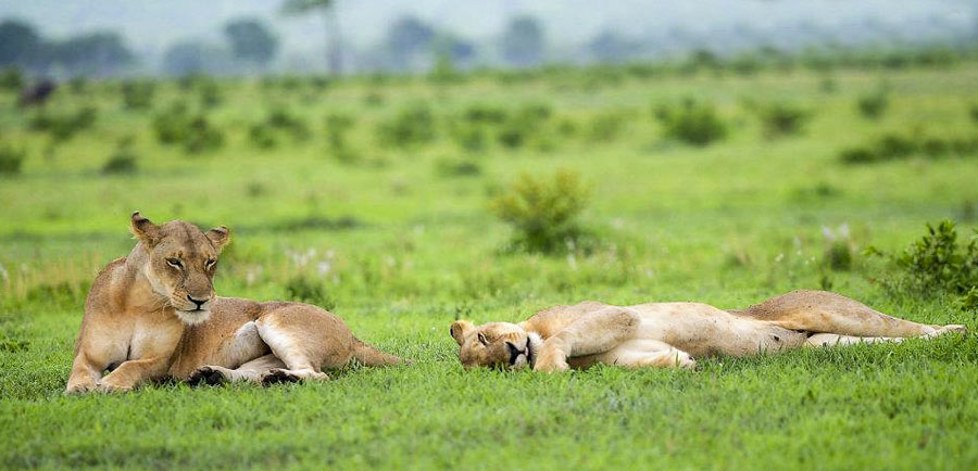 Resting lions in Mikumi National Park