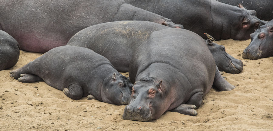 Saadani national park hippos