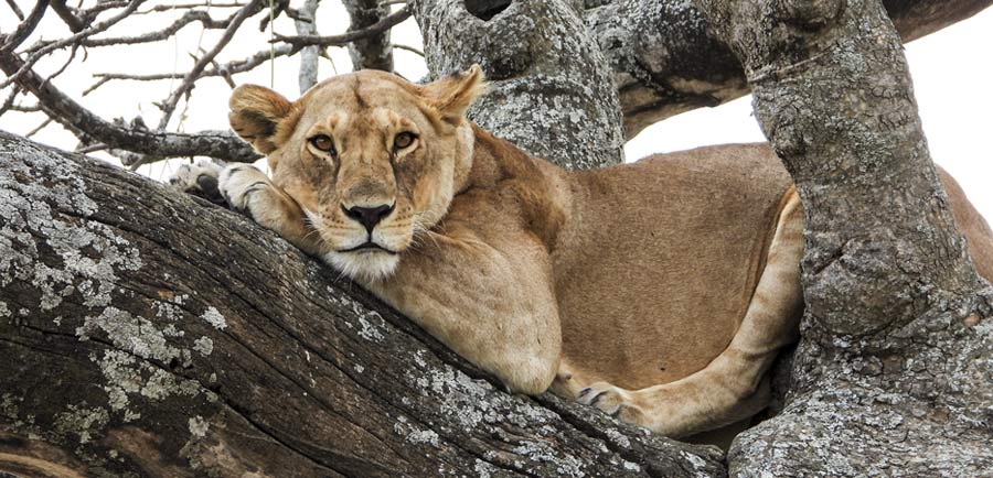 Tree Climbing Lion in Manyara National Park