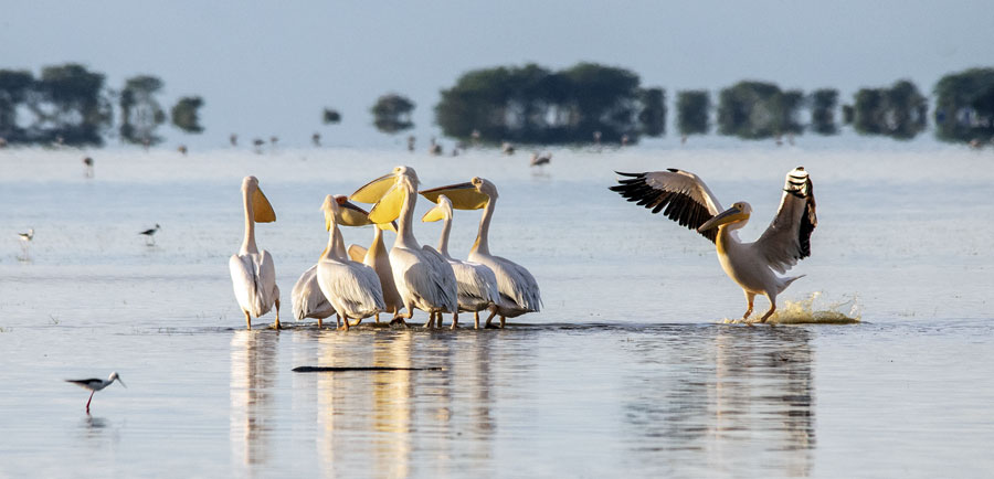 Manyara National Park Birds