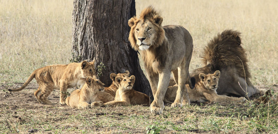 Best month to Visit Serengeti National Park