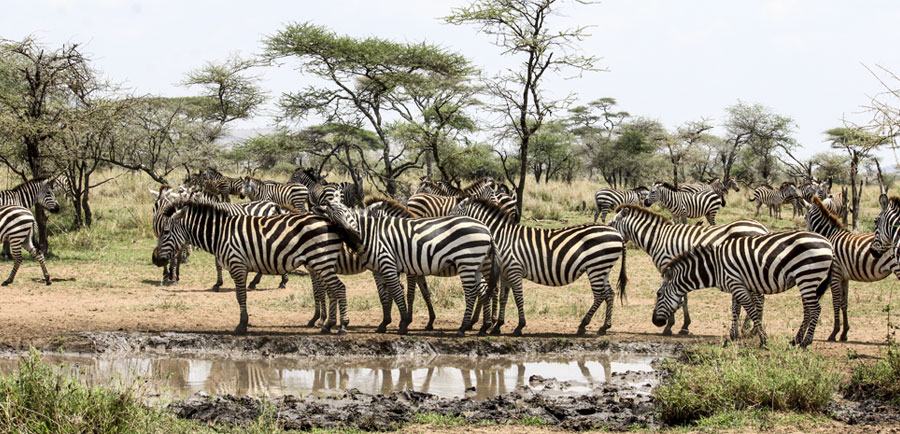 Visiting Serengeti National Park in the dry season