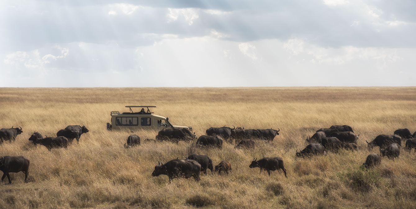 Serengeti Safari Cost