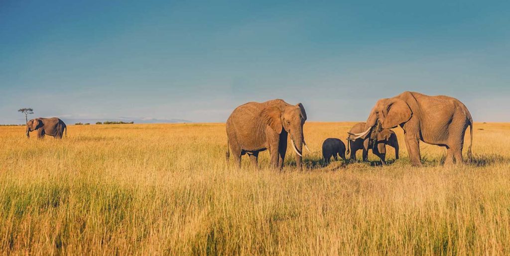 Best time to visit Serengeti national park