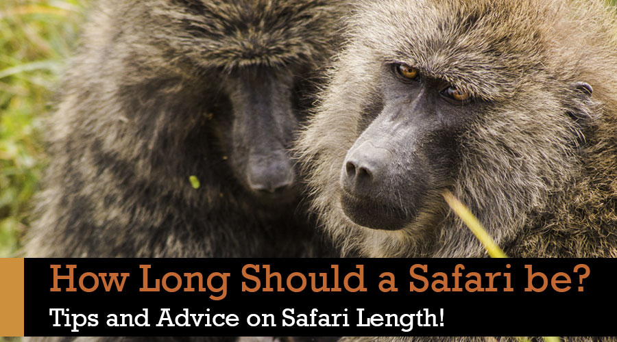 How Long Should a Safari in Tanzania Be?
