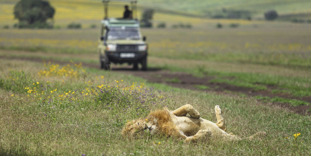 Ngorongoro Crater Safari Prices