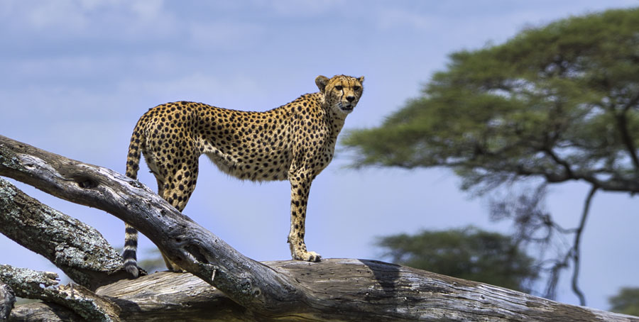 Best Number of Days on Safari in Tanzania