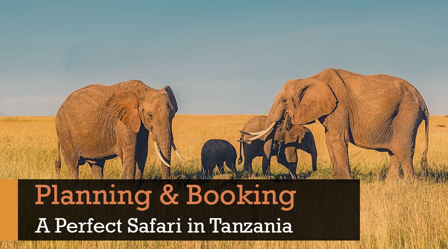 Planning and Booking a safari in Tanzania