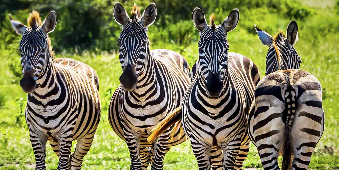 5 days safari Tanzania