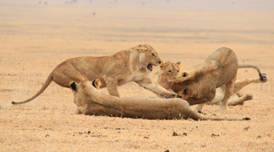 Lions playing at Ngorongoro Crater