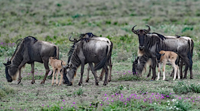 Wildebeest Calving Season in Ndutu, Ngorongoro 