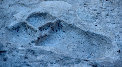 Laetoli Footprints Site Near Ngorongoro In Tanzania